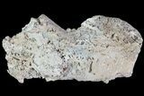 Agatized Fossil Coral Geode - Florida #82813-2